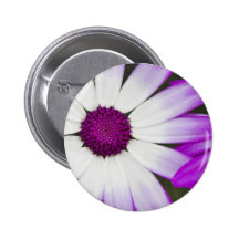 Spring flowering Senetti flowers macro shot Pins