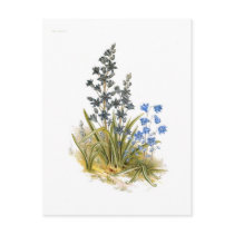 Spring-flowering Squills Post Card