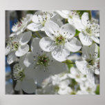 Spring Flowering Tree Flowers Poster Art Print