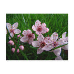 Spring Flowers 4 POST CARDS POST CARD