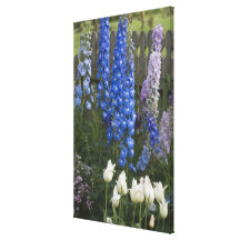 Spring flowers along a garden path, Georgia 2 Stretched Canvas Print