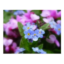 Spring Flowers - Forget Me Nots And Redbuds Post Cards