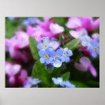 Spring Flowers - Forget Me Nots And Redbuds Print