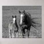 "Spring Foal" posters