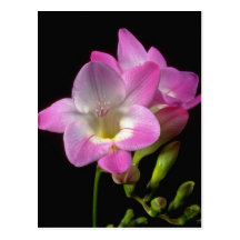 Spring freesia flowers post cards