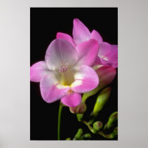 Spring freesia flowers posters