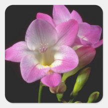 Spring freesia flowers square sticker