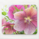 Spring Garden - Hellebore Flowers mousepads