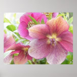 Spring Garden - Hellebore Flowers posters