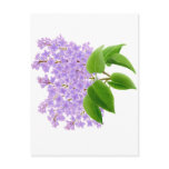 Spring Garden Lilacs Postcard