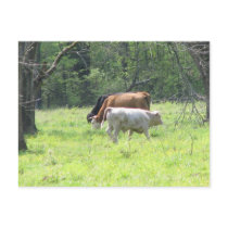 Spring Grazing in Louisiana Post Card