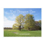 Spring Has Sprung Postcards