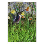 Spring Hummingbird Cards
