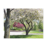 Spring in Bloom postcard