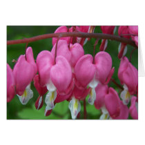 Spring In Maine Greeting Cards