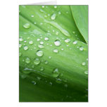 Spring In Maine Greeting Card