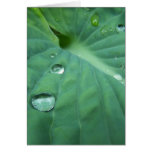 Spring In Maine Greeting Cards