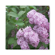 Spring In Maine Magnets