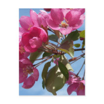 Spring In Maine Post Cards
