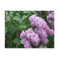 Spring In Maine Postcards