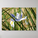 Spring Iris posters