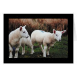 Spring Lamb Greeting Cards