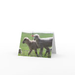 Spring Lamb Note Card