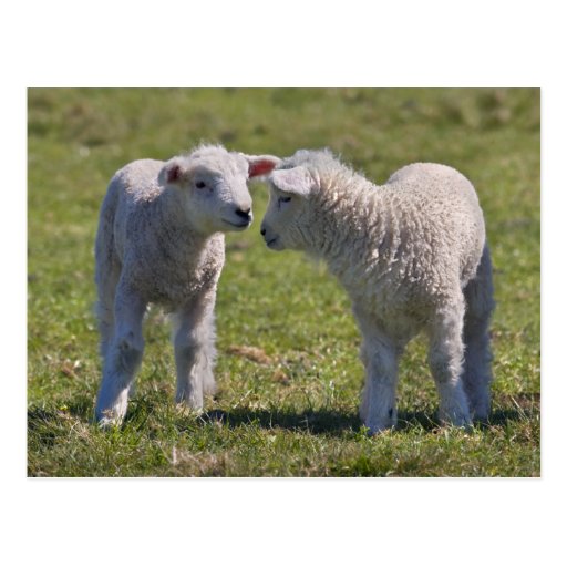 Spring Lambs Postcard
