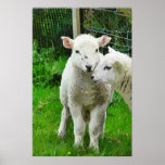 SPRING LAMBS PRINT
