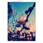 Spring Lomo Blossoms Card