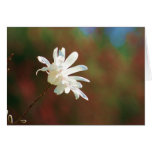 Spring Magnolia Greeting Cards
