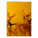 Spring messenger cards