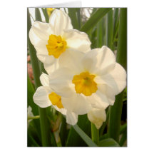 Spring Narcissi Cards
