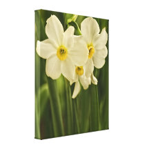 Spring Narcissus (Daffodil) Flower Canvas Prints