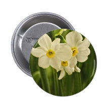 Spring Narcissus (Daffodil) Flower Photograph Pinback Buttons