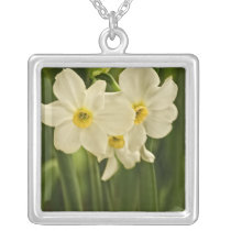 Spring Narcissus (Daffodil) Flower Photograph