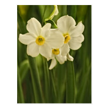 Spring Narcissus (Daffodil) Flower Photograph Postcard