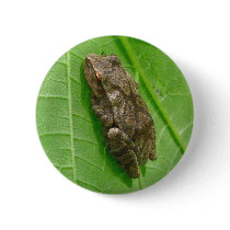 Spring Peeper (Pseudacris crucifer) Treefrog Items Button