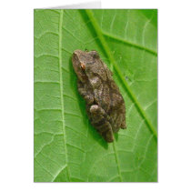 Spring Peeper (Pseudacris crucifer) Treefrog Items Greeting Cards