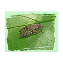 Spring Peeper (Pseudacris crucifer) Treefrog Items Postcards