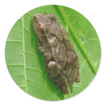 Spring Peeper (Pseudacris crucifer) Treefrog Items Stickers