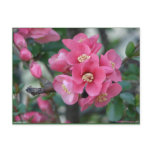 Spring Pink Blooming Azalea Bush Hot Springs Gifts Postcard
