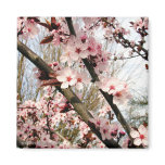 Spring Plum Blossoms Photograph magnets