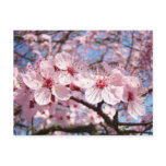 Spring postcards Pink Tree Flower Blossoms Blue