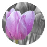 Spring Purple Tulip on Black and White Stickers
