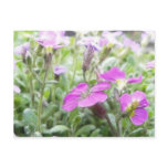 Spring Rock Cress Flowers Postcards