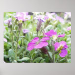 Spring Rock Cress Flowers Poster