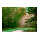 Spring Serenity Postcards