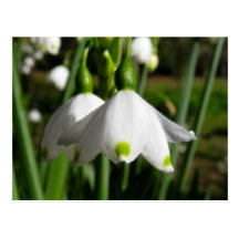 Spring Snowdrops Post Card