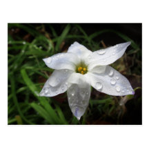 Spring Starflower Postcard